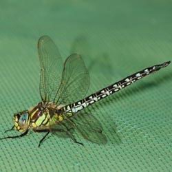 Brachytron pratense